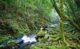 Orientierungslauf im Urwald von Tourism Queensland  c/o Global Spot